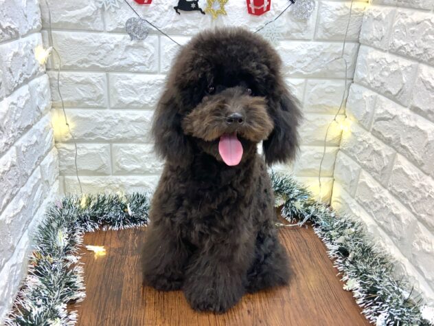 兵庫県のトイプードル(トイ) (ワンキャラット アミーゴ姫路飾磨店/2025年5月6日生まれ/女の子/ブラック)の子犬の2枚目の画像