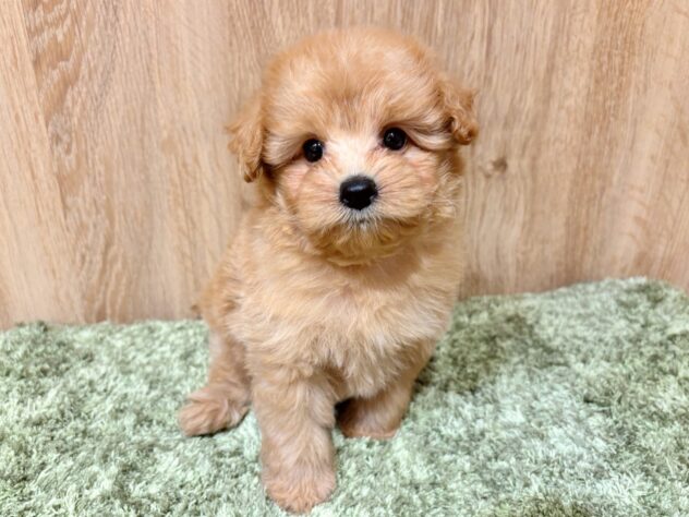 広島県のハーフ犬・ミックス犬 (アミーゴ広島商工センター店/2025年9月14日生まれ/男の子/オレンジ)の子犬の2枚目の画像