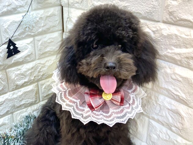 兵庫県のトイプードル(トイ) (ワンキャラット アミーゴ姫路飾磨店/2025年5月6日生まれ/女の子/ブラック)の子犬の1枚目の画像