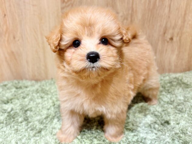 広島県のハーフ犬・ミックス犬 (アミーゴ広島商工センター店/2025年9月14日生まれ/男の子/オレンジ)の子犬