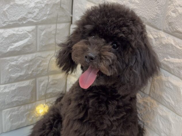 兵庫県のトイプードル(トイ) (ワンキャラット アミーゴ姫路飾磨店/2025年5月6日生まれ/女の子/ブラック)の子犬の3枚目の画像