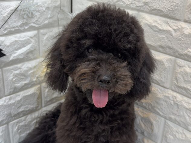 兵庫県のトイプードル(トイ) (ワンキャラット アミーゴ姫路飾磨店/2025年5月6日生まれ/女の子/ブラック)の子犬の4枚目の画像