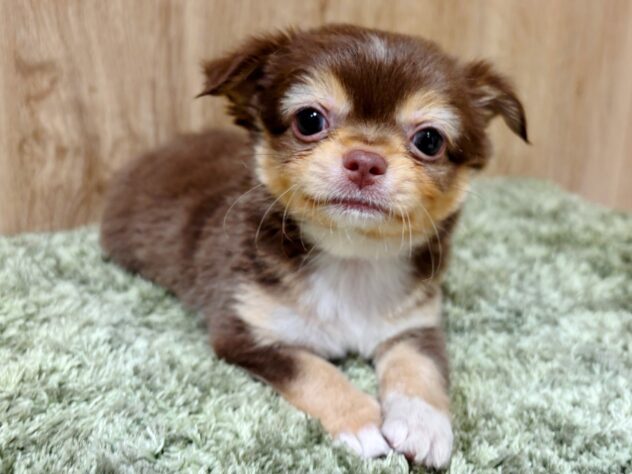 広島県のチワワ(ロング) (アミーゴ広島商工センター店/2025年9月19日生まれ/男の子/チョコレートタン)の子犬