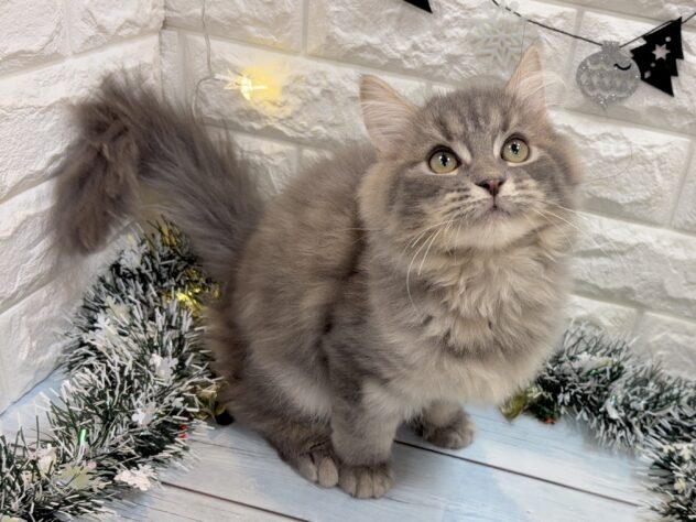 兵庫県のサイベリアン (ワンキャラット アミーゴ姫路飾磨店/2025年7月10日生まれ/男の子/ブルータビーホワイト)の子猫の1枚目の画像