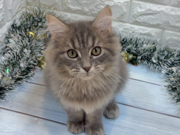 兵庫県のサイベリアン (ワンキャラット アミーゴ姫路飾磨店/2025年7月10日生まれ/男の子/ブルータビーホワイト)の子猫の1枚目の画像