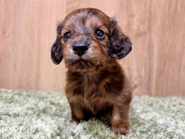 広島県のミニチュアダックスフンド(ロング) (アミーゴ広島商工センター店/2025年9月21日生まれ/男の子/ブリンドル)の子犬