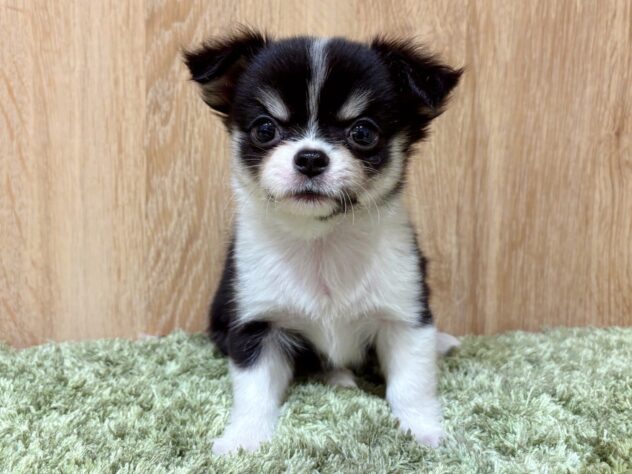 広島県のチワワ(ロング) (アミーゴ広島商工センター店/2025年9月22日生まれ/女の子/ブラックタンホワイト)の子犬