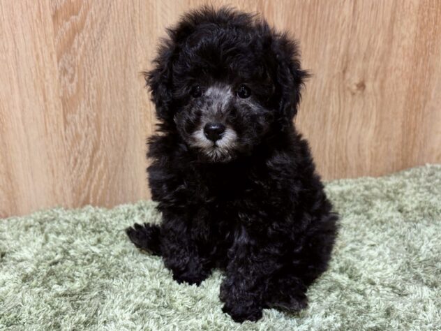 広島県のトイプードル(トイ) (アミーゴ広島商工センター店/2025年9月16日生まれ/男の子/シルバー)の子犬