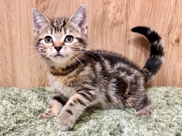 広島県のアメリカンショートヘアー (アミーゴ広島商工センター店/2025年9月14日生まれ/女の子/ブラウンタビー)の子猫