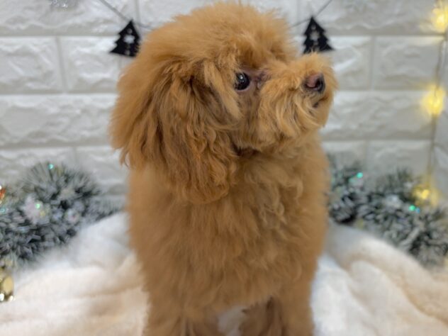 兵庫県のトイプードル(トイ) (ワンキャラット アミーゴ姫路飾磨店/2025年7月23日生まれ/女の子/レッドフォーン)の子犬の4枚目の画像