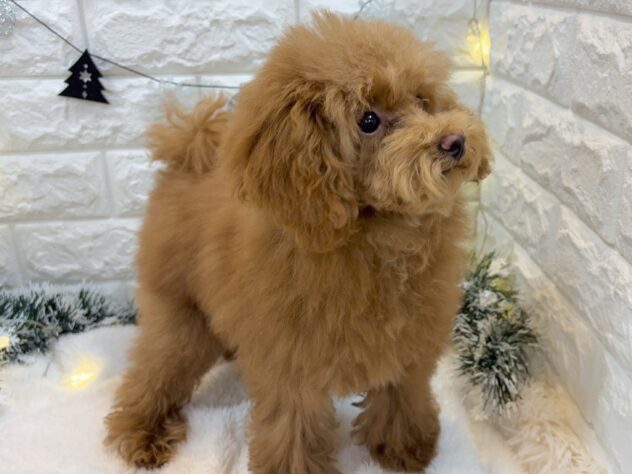 兵庫県のトイプードル(トイ) (ワンキャラット アミーゴ姫路飾磨店/2025年7月23日生まれ/女の子/レッドフォーン)の子犬の3枚目の画像