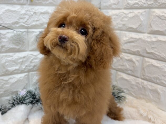 兵庫県のトイプードル(トイ) (ワンキャラット アミーゴ姫路飾磨店/2025年7月23日生まれ/女の子/レッドフォーン)の子犬の1枚目の画像