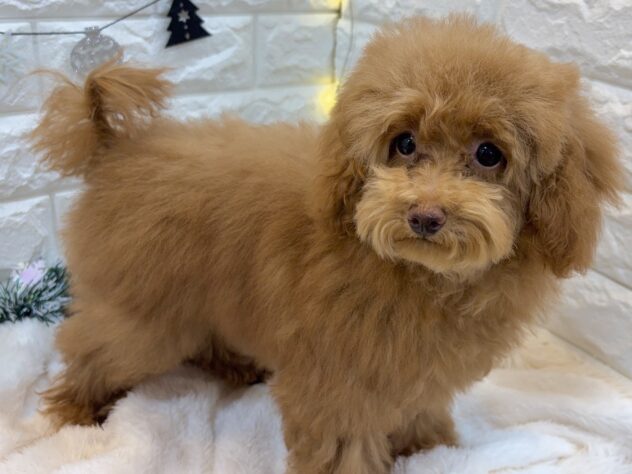 兵庫県のトイプードル(トイ) (ワンキャラット アミーゴ姫路飾磨店/2025年7月23日生まれ/女の子/レッドフォーン)の子犬の2枚目の画像