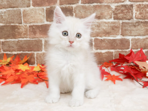 広島県のメインクーン (アミーゴ西条店/2025年9月29日生まれ/男の子/カメオタビー)の子猫の3枚目の画像