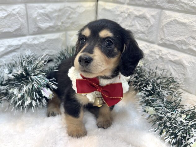 兵庫県のミニチュアダックスフンド(ロング) (ワンキャラット アミーゴ姫路飾磨店/2025年9月11日生まれ/女の子/ブラックタン)の子犬の4枚目の画像