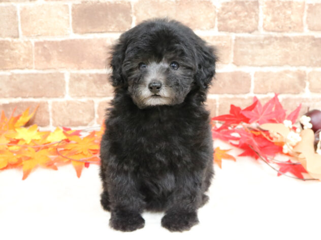 広島県のトイプードル(トイ) (アミーゴ西条店/2025年9月28日生まれ/女の子/シルバー)の子犬の1枚目の画像