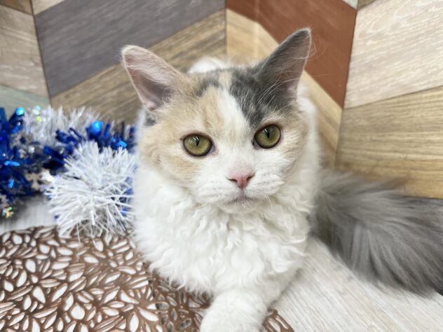 高知県のセルカークレックス (ワンキャラット アミーゴ高知店/2025年8月24日生まれ/女の子/ダイリュートキャリコ)の子猫の1枚目の画像