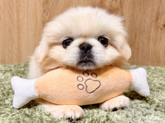 広島県のペキニーズ (アミーゴ広島商工センター店/2025年9月27日生まれ/男の子/クリーム)の子犬の1枚目の画像