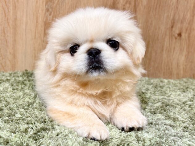 広島県のペキニーズ (アミーゴ広島商工センター店/2025年9月27日生まれ/男の子/クリーム)の子犬の2枚目の画像