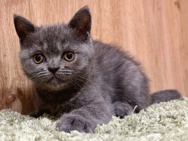 広島県のブリティッシュショートヘアー (アミーゴ広島商工センター店/2025年9月24日生まれ/女の子/ブルー)の子猫の2枚目の画像