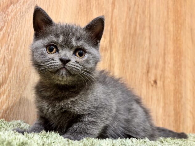 広島県のブリティッシュショートヘアー (アミーゴ広島商工センター店/2025年9月24日生まれ/女の子/ブルー)の子猫の1枚目の画像
