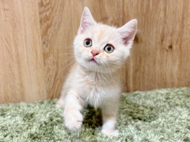 広島県のスコティッシュストレート (アミーゴ広島商工センター店/2025年8月30日生まれ/男の子/レッドタビー)の子猫の2枚目の画像