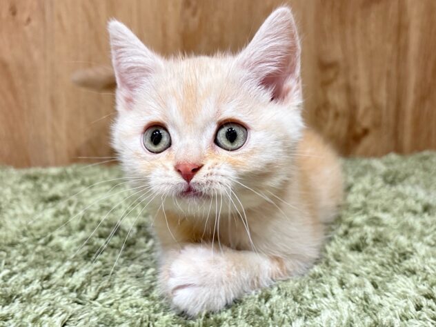 広島県のスコティッシュストレート (アミーゴ広島商工センター店/2025年8月30日生まれ/男の子/レッドタビー)の子猫の1枚目の画像