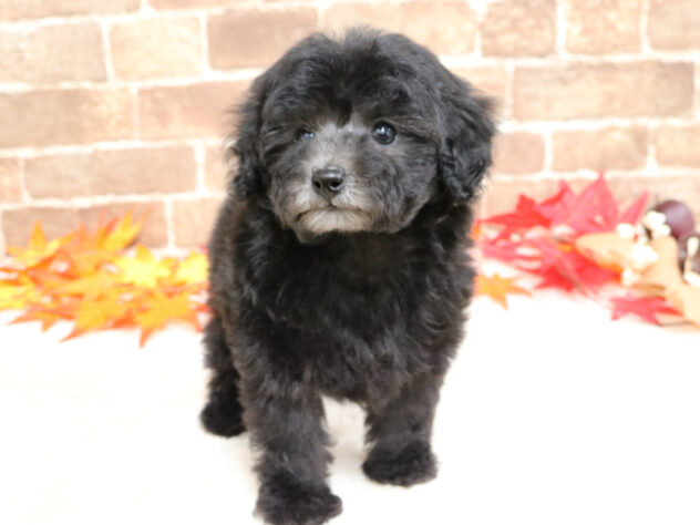 広島県のトイプードル(トイ) (アミーゴ西条店/2025年9月28日生まれ/女の子/シルバー)の子犬の2枚目の画像