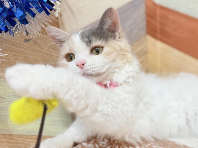 高知県のセルカークレックス (ワンキャラット アミーゴ高知店/2025年8月24日生まれ/女の子/ダイリュートキャリコ)の子猫の3枚目の画像