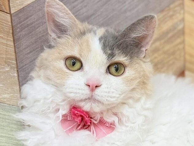 高知県のセルカークレックス (ワンキャラット アミーゴ高知店/2025年8月24日生まれ/女の子/ダイリュートキャリコ)の子猫の1枚目の画像