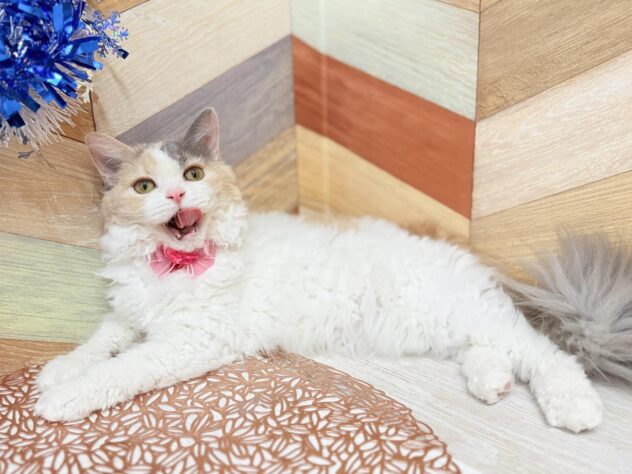 高知県のセルカークレックス (ワンキャラット アミーゴ高知店/2025年8月24日生まれ/女の子/ダイリュートキャリコ)の子猫の2枚目の画像