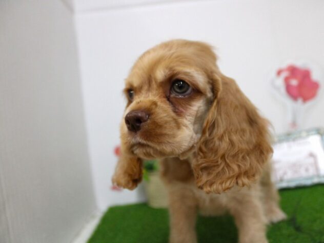 兵庫県のアメリカンコッカースパニエル (ペット・プラザ アミーゴ尼崎昭和通店/2025年9月15日生まれ/男の子/バフ)の子犬の3枚目の画像