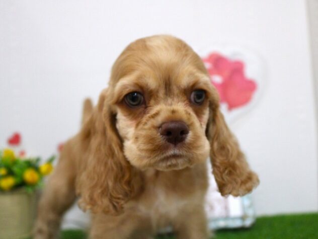 兵庫県のアメリカンコッカースパニエル (ペット・プラザ アミーゴ尼崎昭和通店/2025年9月15日生まれ/男の子/バフ)の子犬の2枚目の画像