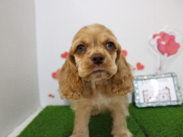 兵庫県のアメリカンコッカースパニエル (ペット・プラザ アミーゴ尼崎昭和通店/2025年9月15日生まれ/男の子/バフ)の子犬の1枚目の画像