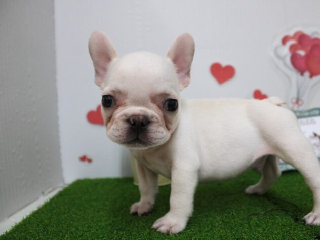 兵庫県のフレンチブルドッグ (ペット・プラザ アミーゴ尼崎昭和通店/2025年9月13日生まれ/男の子/ホワイト)の子犬の3枚目の画像