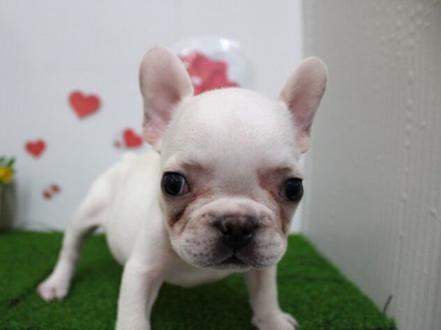 兵庫県のフレンチブルドッグ (ペット・プラザ アミーゴ尼崎昭和通店/2025年9月13日生まれ/男の子/ホワイト)の子犬の2枚目の画像