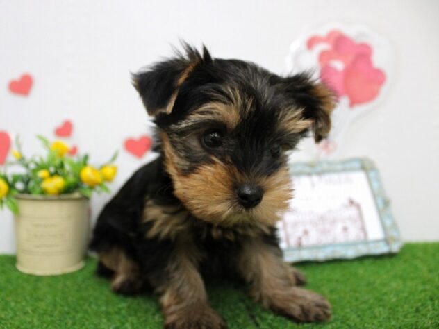 兵庫県のヨークシャーテリア (ペット・プラザ アミーゴ尼崎昭和通店/2025年9月13日生まれ/男の子/スチールブルータン)の子犬の2枚目の画像