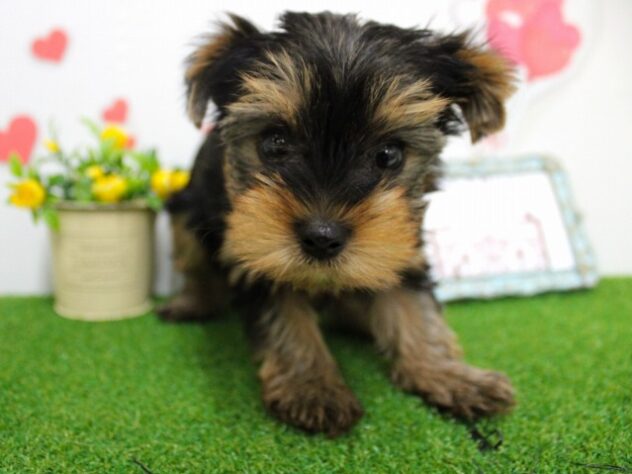 兵庫県のヨークシャーテリア (ペット・プラザ アミーゴ尼崎昭和通店/2025年9月13日生まれ/男の子/スチールブルータン)の子犬の1枚目の画像