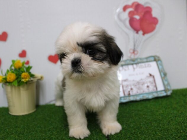 兵庫県のシーズー (ペット・プラザ アミーゴ尼崎昭和通店/2025年9月15日生まれ/男の子/ホワイトゴールド)の子犬の3枚目の画像