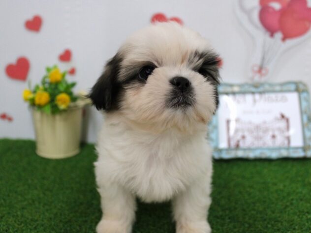 兵庫県のシーズー (ペット・プラザ アミーゴ尼崎昭和通店/2025年9月15日生まれ/男の子/ホワイトゴールド)の子犬の2枚目の画像