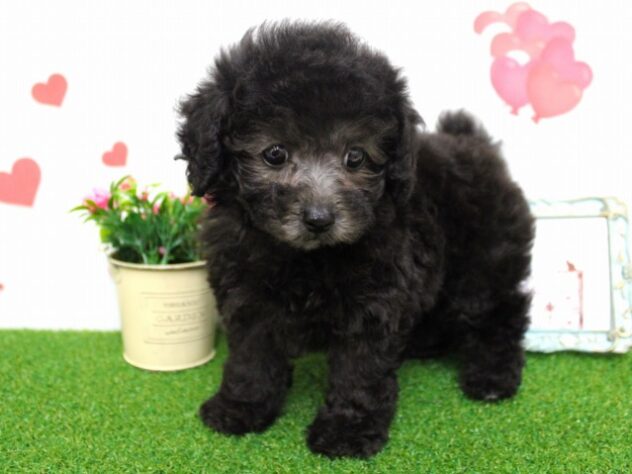 兵庫県のトイプードル(トイ) (ペット・プラザ アミーゴ尼崎昭和通店/2025年9月17日生まれ/女の子/グレー)の子犬の4枚目の画像