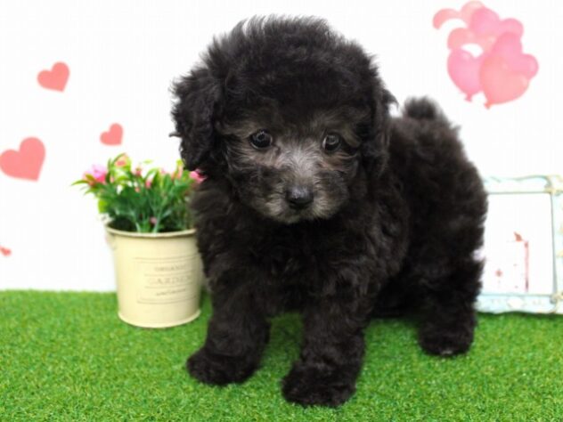 兵庫県のトイプードル(トイ) (ペット・プラザ アミーゴ尼崎昭和通店/2025年9月17日生まれ/女の子/グレー)の子犬の2枚目の画像