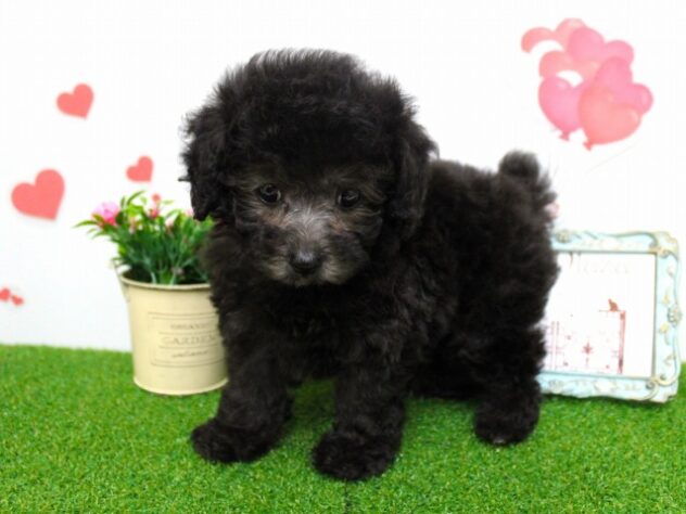 兵庫県のトイプードル(トイ) (ペット・プラザ アミーゴ尼崎昭和通店/2025年9月17日生まれ/女の子/グレー)の子犬の1枚目の画像