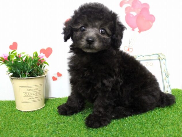 兵庫県のトイプードル(トイ) (ペット・プラザ アミーゴ尼崎昭和通店/2025年9月17日生まれ/女の子/グレー)の子犬の3枚目の画像