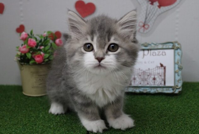 兵庫県のラガマフィン (ペット・プラザ アミーゴ尼崎昭和通店/2025年9月13日生まれ/女の子/ブルータビーホワイト)の子猫の2枚目の画像