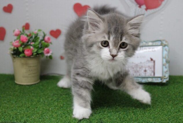 兵庫県のラガマフィン (ペット・プラザ アミーゴ尼崎昭和通店/2025年9月13日生まれ/女の子/ブルータビーホワイト)の子猫の3枚目の画像