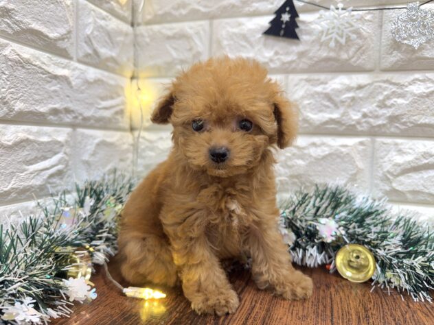 兵庫県のトイプードル(トイ) (ワンキャラット アミーゴ姫路飾磨店/2025年9月8日生まれ/女の子/レッドフォーン)の子犬の4枚目の画像