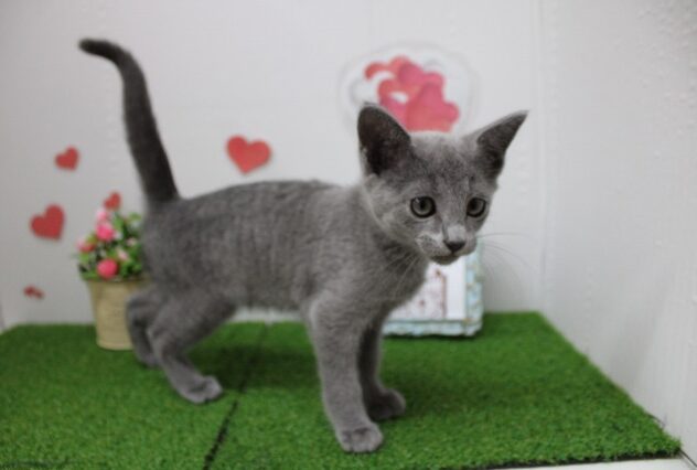 兵庫県のロシアンブルー (ペット・プラザ アミーゴ尼崎昭和通店/2025年9月15日生まれ/女の子/ブルー)の子猫の2枚目の画像