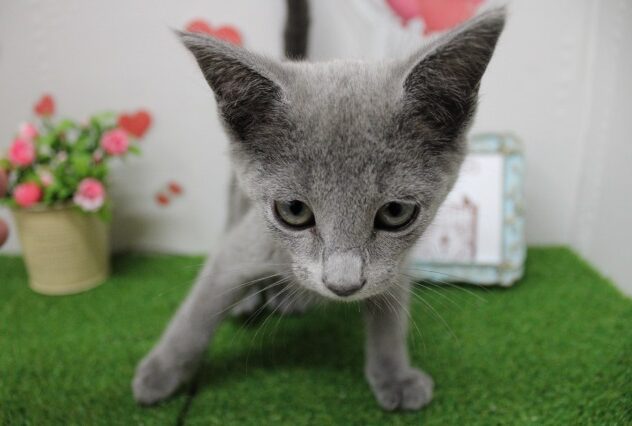 兵庫県のロシアンブルー (ペット・プラザ アミーゴ尼崎昭和通店/2025年9月15日生まれ/女の子/ブルー)の子猫の3枚目の画像