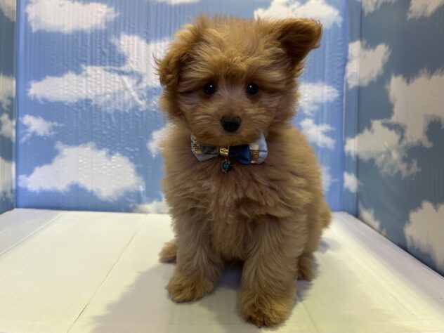 山形県のハーフ犬・ミックス犬 (アミーゴ山形北店/2025年8月28日生まれ/男の子/クリーム)の子犬の1枚目の画像